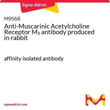 Anti-Muscarinic Acetylcholine Receptor M3 antibody produced in rabbit affinity isolated antibody