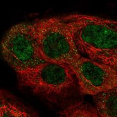 Anti-NMRK1 antibody produced in rabbit Prestige Antibodies® Powered by Atlas Antibodies, affinity isolated antibody, buffered aqueous glycerol solution