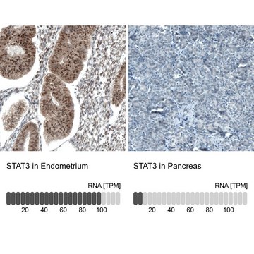 Monoclonal Anti-STAT3 antibody produced in mouse Prestige Antibodies&#174; Powered by Atlas Antibodies, clone CL0492, purified immunoglobulin, buffered aqueous glycerol solution