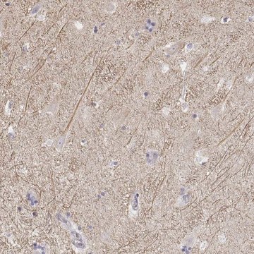 Anti-KCNJ12 antibody produced in rabbit Prestige Antibodies&#174; Powered by Atlas Antibodies, affinity isolated antibody, buffered aqueous glycerol solution