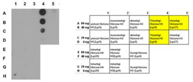 Anti-trimethyl-Histone H3 (Lys9) Antibody serum, Upstate&#174;