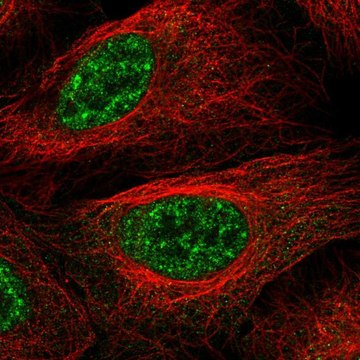 Anti-LHX4 antibody produced in rabbit Prestige Antibodies&#174; Powered by Atlas Antibodies, affinity isolated antibody