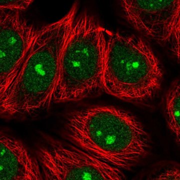 Anti-SPATA2 antibody produced in rabbit Prestige Antibodies&#174; Powered by Atlas Antibodies, affinity isolated antibody