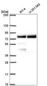 Anti-TRIM36 antibody produced in rabbit Prestige Antibodies® Powered by Atlas Antibodies, affinity isolated antibody