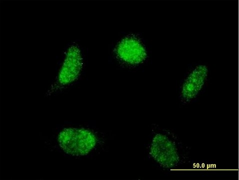 Monoclonal Anti-LHX4 antibody produced in mouse clone 2B12, purified immunoglobulin, buffered aqueous solution