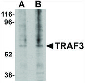 Anti-TRAF3 antibody produced in rabbit affinity isolated antibody, buffered aqueous solution