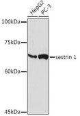 Anti-sestrin 1 antibody produced in rabbit