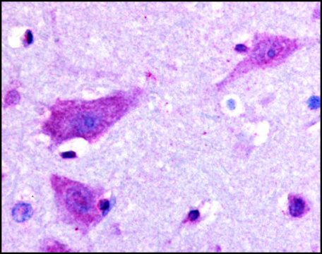 Anti-DPP10 antibody produced in rabbit affinity isolated antibody, buffered aqueous solution