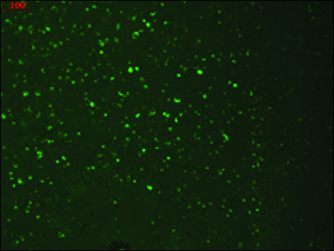 Monoclonal Anti-HCN3 antibody produced in mouse clone S141-28, 1&#160;mg/mL, purified immunoglobulin