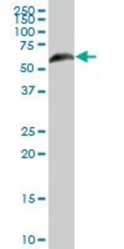 Anti-RGS6 antibody produced in mouse purified immunoglobulin, buffered aqueous solution