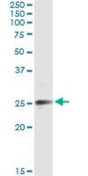 Monoclonal Anti-EFNA3 antibody produced in mouse clone 2H3, purified immunoglobulin, buffered aqueous solution