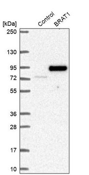 Anti-BRAT1 antibody produced in rabbit Prestige Antibodies&#174; Powered by Atlas Antibodies, affinity isolated antibody, buffered aqueous glycerol solution