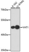 Anti-VAT1 antibody produced in rabbit