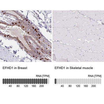 Anti-EFHD1 antibody produced in rabbit Prestige Antibodies&#174; Powered by Atlas Antibodies, affinity isolated antibody, buffered aqueous glycerol solution