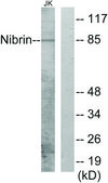 Anti-Nibrin antibody produced in rabbit affinity isolated antibody