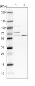 Anti-DUS3L antibody produced in rabbit Prestige Antibodies® Powered by Atlas Antibodies, affinity isolated antibody, buffered aqueous glycerol solution