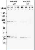 [KO Validated]Anti-YWHAG antibody produced in rabbit [Knockout Validated],affinity isolated antibody, buffered aqueous solution