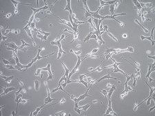 YUMM3.2 Mouse Melanoma Cell Line