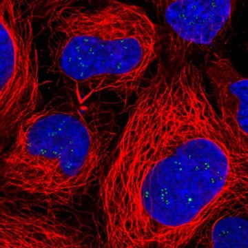 Anti-RAE1 antibody produced in rabbit Prestige Antibodies&#174; Powered by Atlas Antibodies, affinity isolated antibody