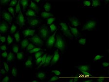 Monoclonal Anti-SMAD1 antibody produced in mouse clone 1D3, purified immunoglobulin, buffered aqueous solution