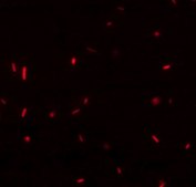 Rhodamine labeled D-Lysine Suitable for fluorescent microbial imaging