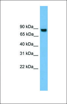 Anti-EXOC8, (N-terminal) antibody produced in rabbit affinity isolated antibody