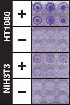 QCM ECMatrix细胞侵袭试验，24孔（8 &#181;m），比色法 The CHEMICON Cell Invasion Assay Kit uses a 24-well plate, with 8 um pores, which provides an efficient system for evaluating the invasion of tumor cells through a basement membrane model.