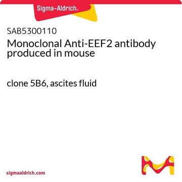 Monoclonal Anti-EEF2 antibody produced in mouse clone 5B6, ascites fluid