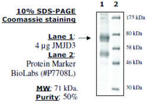 JMJD3/KDM6B Active human recombinant, expressed in baculovirus infected insect cells, &#8805;70% (SDS-PAGE)