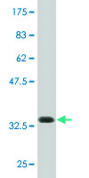 Monoclonal Anti-ATP8B4 antibody produced in mouse clone 4D5, purified immunoglobulin, buffered aqueous solution