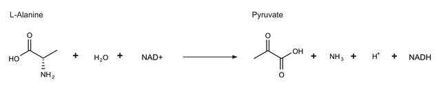 L-Alanine Dehydrogenase from Bacillus subtilis ammonium sulfate suspension, &#8805;20&#160;units/mg protein (Lowry)
