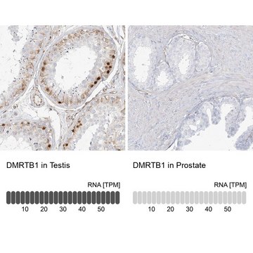 Anti-DMRTB1 antibody produced in rabbit Prestige Antibodies&#174; Powered by Atlas Antibodies, affinity isolated antibody, buffered aqueous glycerol solution