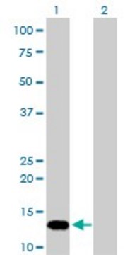 Monoclonal Anti-FKBP1A antibody produced in mouse clone 1E5-A12, purified immunoglobulin, buffered aqueous solution