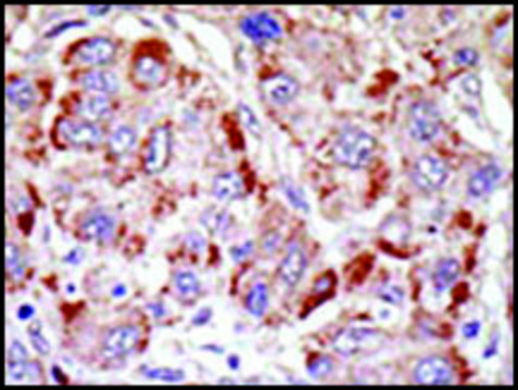 Anti-PRDM16 (N-term) antibody produced in rabbit IgG fraction of antiserum, buffered aqueous solution