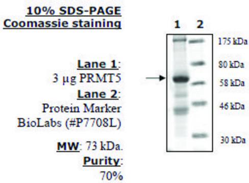 PRMT5/MEP50 Active human recombinant, expressed in baculovirus infected insect cells, &#8805;70% (SDS-PAGE)