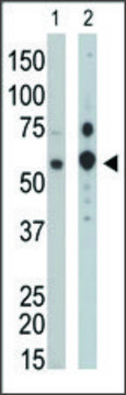 Anti-PPM1G (C-term) antibody produced in rabbit IgG fraction of antiserum, buffered aqueous solution