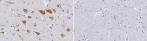 Anti-NUCB1 Antibody, clone 1F16 ZooMAb® Rabbit Monoclonal recombinant, expressed in HEK 293 cells
