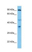 Anti-EIF2S1, (N-terminal) antibody produced in rabbit affinity isolated antibody