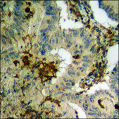 Anti-phospho-Lamin A/C (pSer392) antibody produced in rabbit affinity isolated antibody