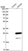 Anti-MS4A8 antibody produced in rabbit Prestige Antibodies® Powered by Atlas Antibodies, affinity isolated antibody, buffered aqueous glycerol solution