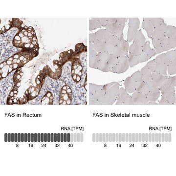 抗-FAS 兔抗 Prestige Antibodies&#174; Powered by Atlas Antibodies, affinity isolated antibody, buffered aqueous glycerol solution