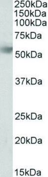 Anti-RHBG (C-terminal) antibody produced in goat affinity isolated antibody, buffered aqueous solution