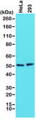 Anti-PTEN antibody, Rabbit monoclonal recombinant, expressed in HEK 293 cells, clone RM265, purified immunoglobulin