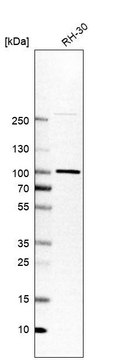 Anti-APPL1 Prestige Antibodies&#174; Powered by Atlas Antibodies, affinity isolated antibody, buffered aqueous glycerol solution