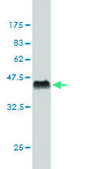 Monoclonal Anti-CSTF3 antibody produced in mouse clone 1D4, purified immunoglobulin, buffered aqueous solution