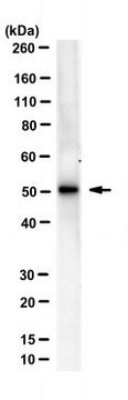 Anti-IRF-3 Antibody, clone AR-1