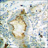 Anti-phospho-G3BP-1 (pSer232) antibody produced in rabbit affinity isolated antibody