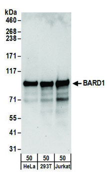 Rabbit anti-BARD1 Antibody, Affinity Purified Powered by Bethyl Laboratories, Inc.