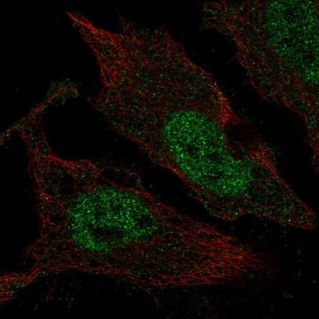 Anti-TLX3 antibody produced in rabbit Prestige Antibodies&#174; Powered by Atlas Antibodies, affinity isolated antibody