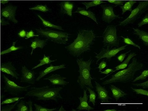 Monoclonal Anti-GFRA1 antibody produced in mouse clone 4G3, purified immunoglobulin, buffered aqueous solution